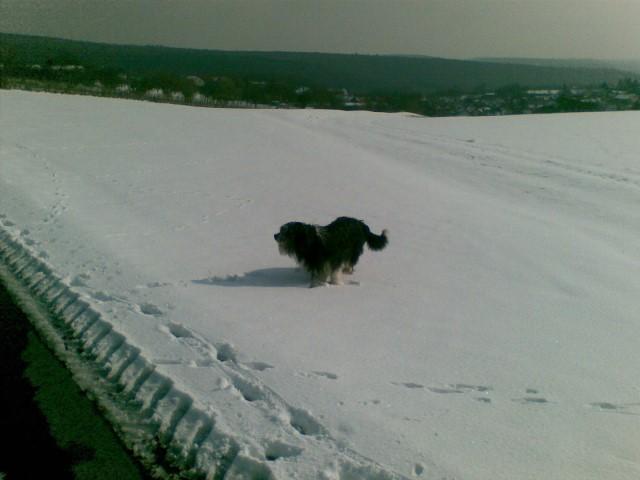 Lucky fühlt sich pudelwohl.jpg